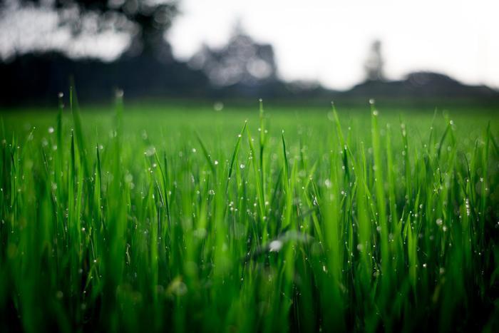 image_Les clés pour réussir son jardin bio