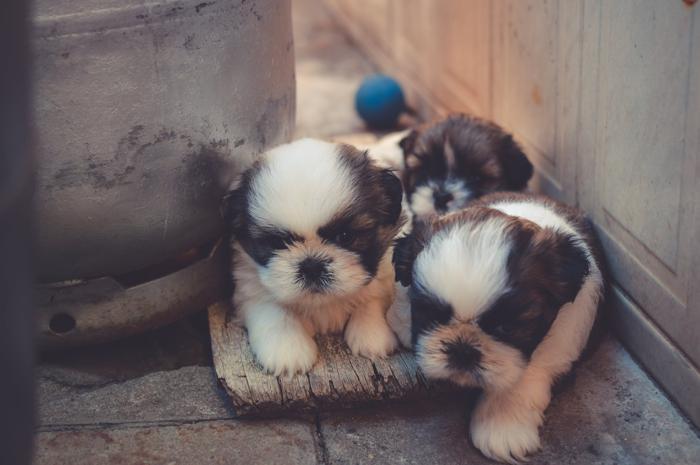 image_Petsitter : un métier qui a du chien !