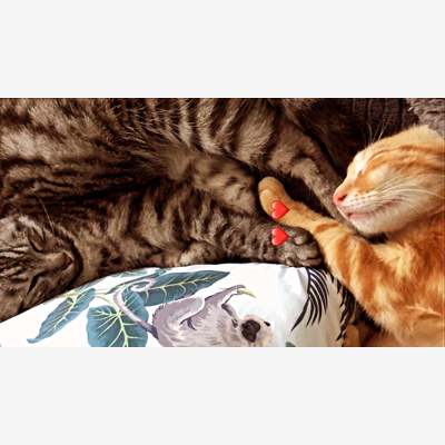 image_Garde de chat(s)