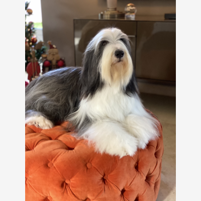 image_recherche personne de confiance pour garde de chiens à notre domicile