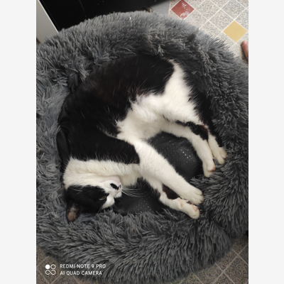image_Garde chat a domicile