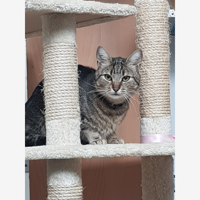 image_Recherche garde chat 3 MOIS