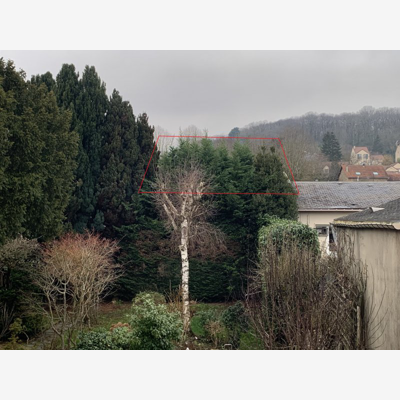 image_Elagage d'une haie de sapin