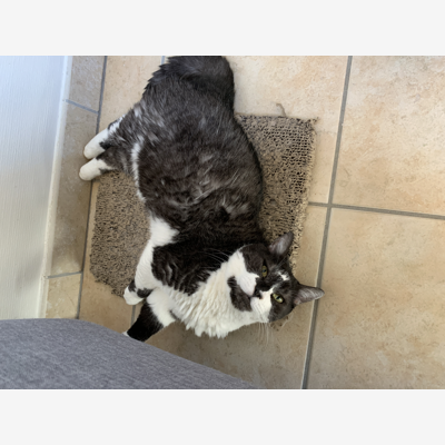 image_Recherche pour garder mon chat