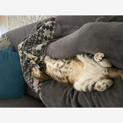 image_Pet sitting