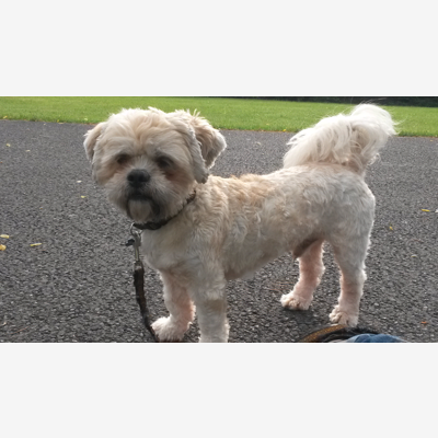 image_Recherche petsitter pour vacances d'été