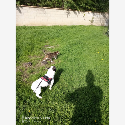 image_Garde chien