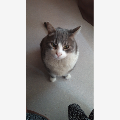 image_Garde chat à mon domicile😻