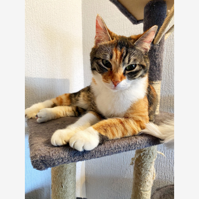image_Pet-sitter