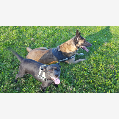 image_Recherche une personne pour s'occuper de mes 3 chiens