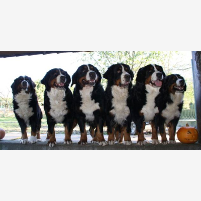 image_Garde et promenade chiens/chats