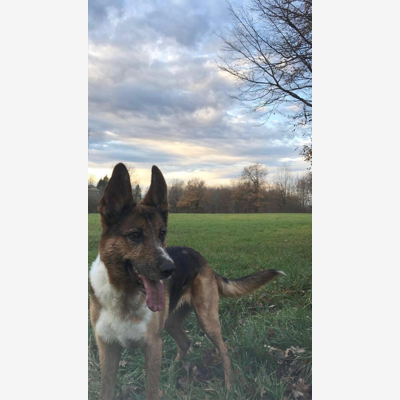 image_Promenade de chiens