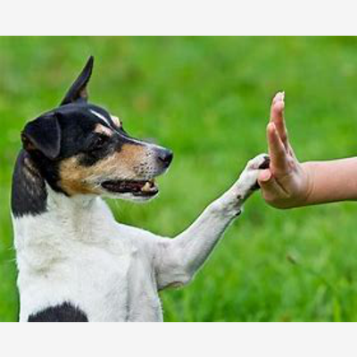 image_Educateur Comportementale canin garde vos compagnons