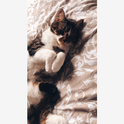 image_Cherche garde pour mon chat