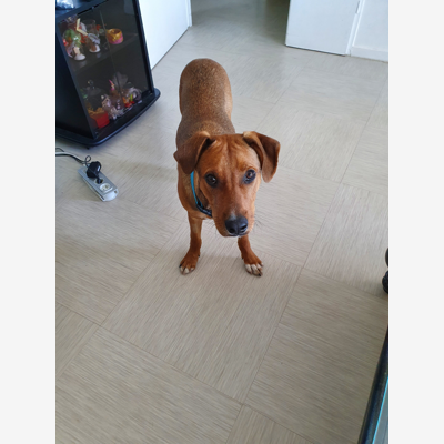 image_Garde de chien