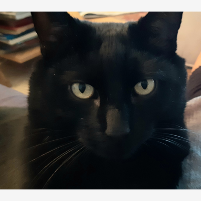 image_cherche famille d accueil pour mon chat cet été