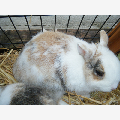 image_garde d'animaux