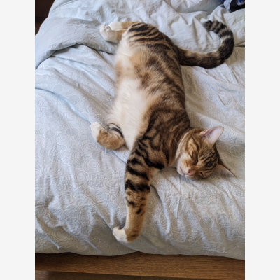 image_Recherche pour faire garder mon chat