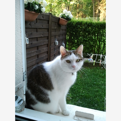 image_garde chat