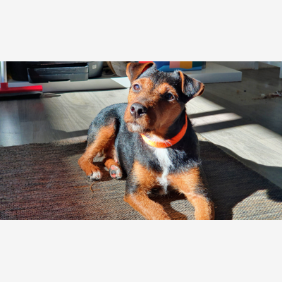 image_Recherche quelqu'un pour garder ma chienne cookie