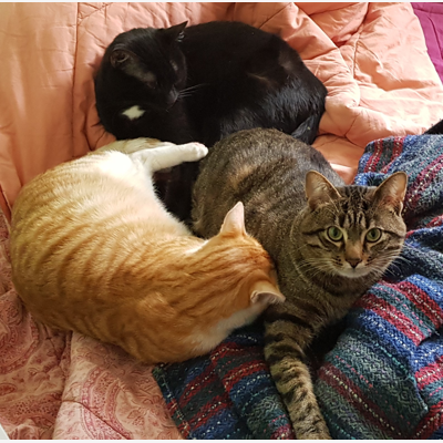 image_Garde de 3 chats à domicile