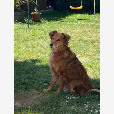 image_garde chien