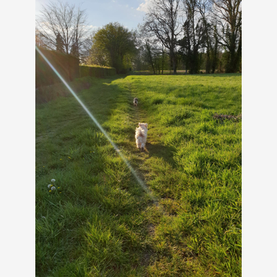 image_Garde d'animaux - Pet sitting