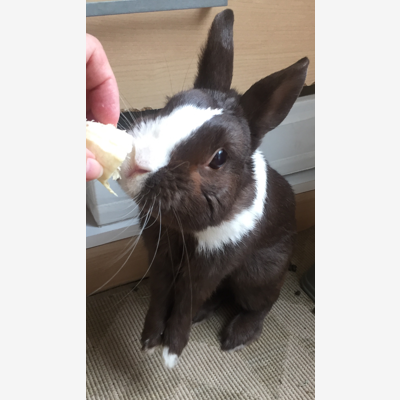 image_Garde de lapin nain