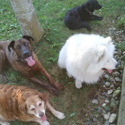 image_PENSION POUR ANIMAUX DOMESTIQUES