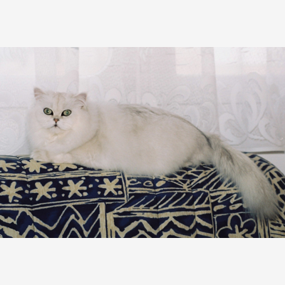 image_PROPOSE GARDE CHAT LAPIN PETITS CHIENS