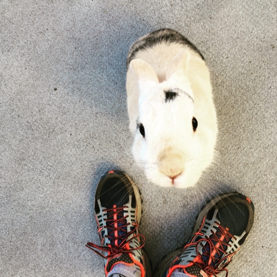 image_LAPIN A GARDER