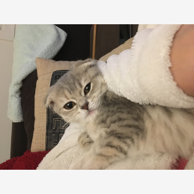 image_Recherche garde pour petit chaton du 29juillet au 17 aout