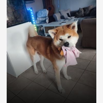 image_Recherche garde à domicile pour notre chien (proche Guignes)