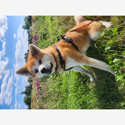 image_Recherche garde à domicile pour notre chien en IDF (77)