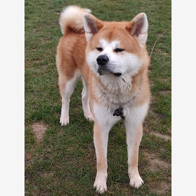 image_Recherche garde à domicile pour notre chien