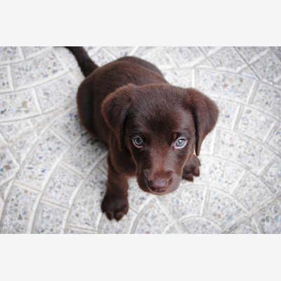 image_PetSitter pour vos amis à quatre pattes