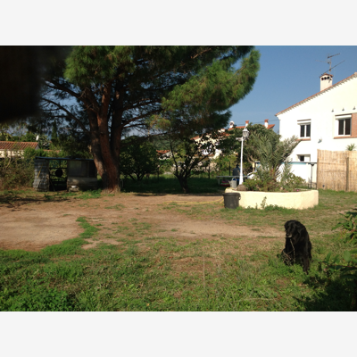 image_Garde Chien / Petsitter