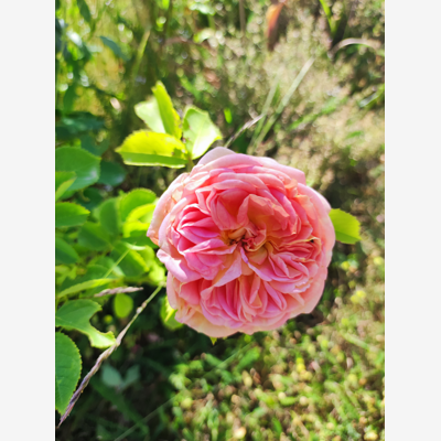 image_Homme passionné de jardinage propose ses services