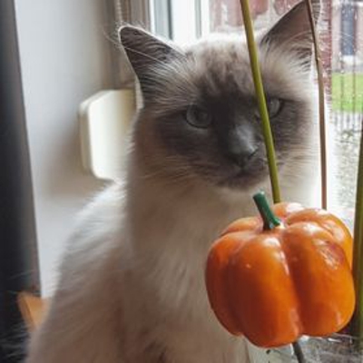 image_GARDE ANIMAUX