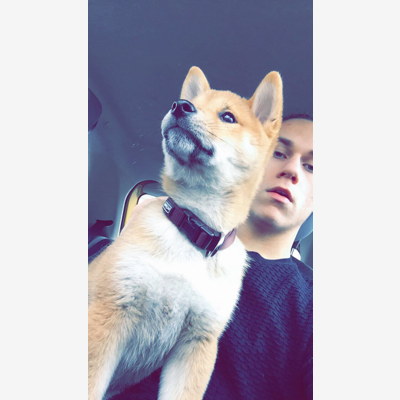 image_Garde chien été
