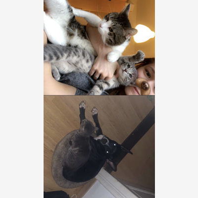 image_Pet sitting