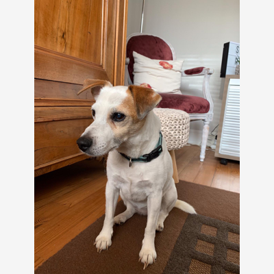 image_Cherche garde chienne du 20 juillet au 10 août 2021