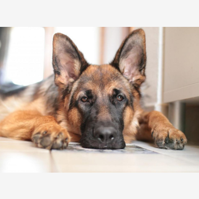 image_Garde chien