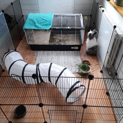 image_Garde de lapins, cochons d'Inde et petits rongeurs