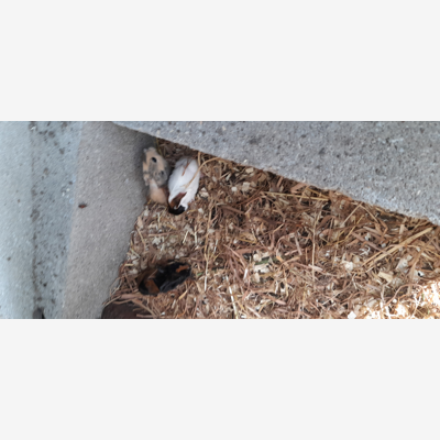 image_Garde animaux compagnie et NAC