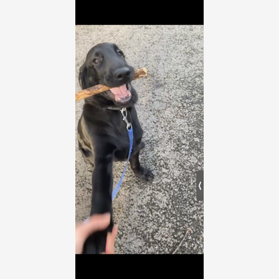 image_Garde de chiens