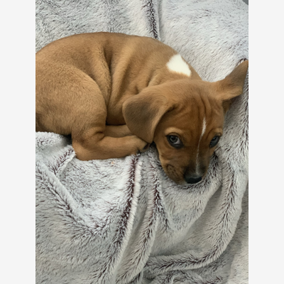 image_Recherche garde chien