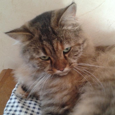image_pour chatte chez la famille d'accueil