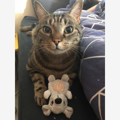 image_Recherche pet sitter pour 3 semaines au mois de juillet 2021