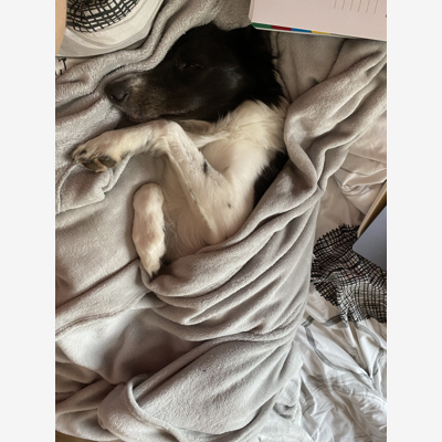 image_Garde d’animaux